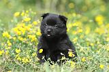 SCHIPPERKE 582